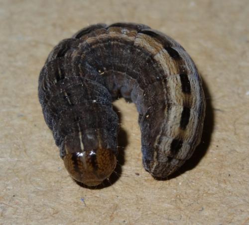 Thalpophila matura
